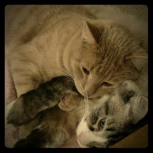 Meet your Posher, Halo